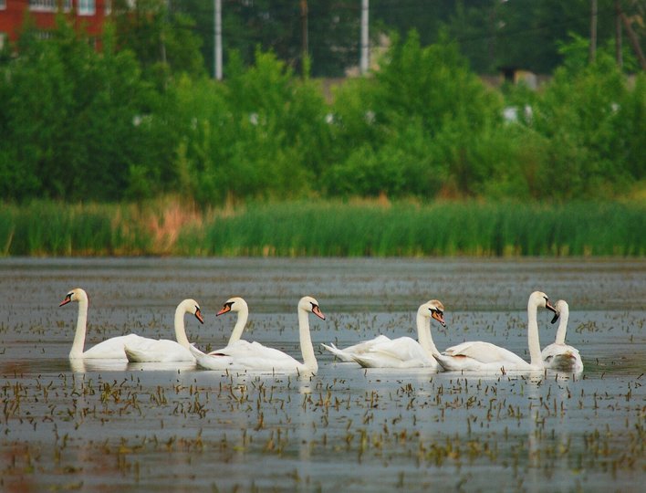 В Уфе может появиться еще одно озеро с лебедями – птицы прилетели в Сипайлово 