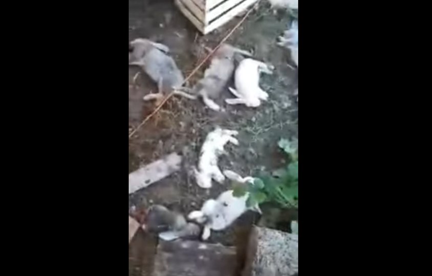 В Башкирии «чупакабра» загрызла десятки кроликов 