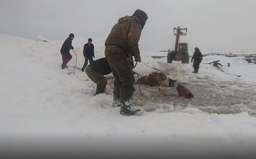 В Башкирии спасли стадо тонущих лошадей