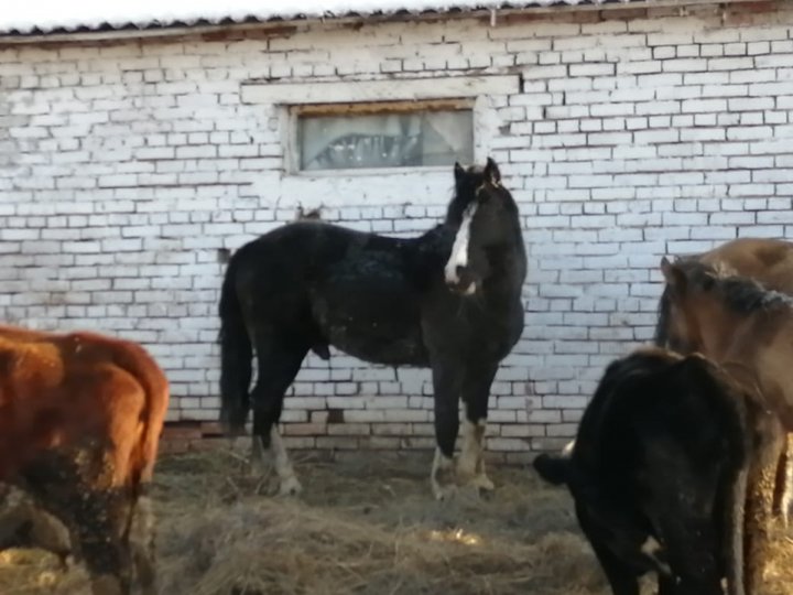 В Башкирии молодой парень украл скакуна с животноводческой фермы, чтобы добраться до дома