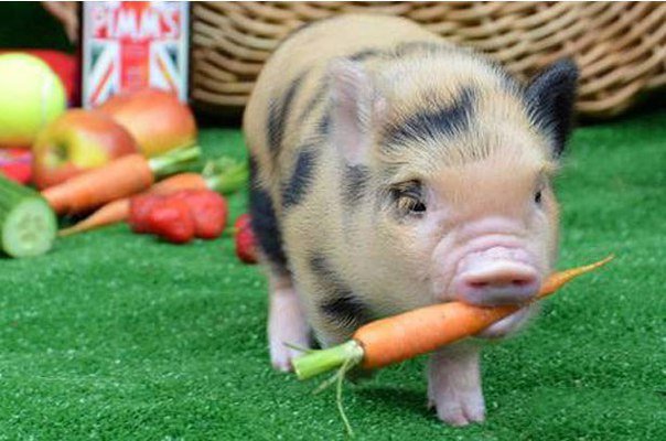 В Курултае Башкирии рассмотрят предложение о запрете разведения свиней в личных подсобных хозяйствах