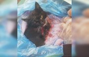 «Лишь бы выжила!»: В Башкирии живодеры жестоко поиздевались над бродячей кошкой 