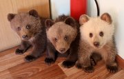 «Плодильня»: россияне заинтересовались судьбой медвежат, рожденных в уфимском парке Лесоводов