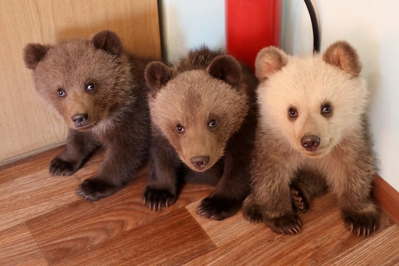 «Плодильня»: россияне заинтересовались судьбой медвежат, рожденных в уфимском парке Лесоводов