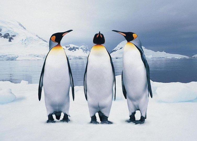 Крупнейшая колония королевских пингвинов практически исчезла