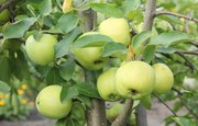 Один кусочек яблока перед приемом пищи способствует снижению веса
