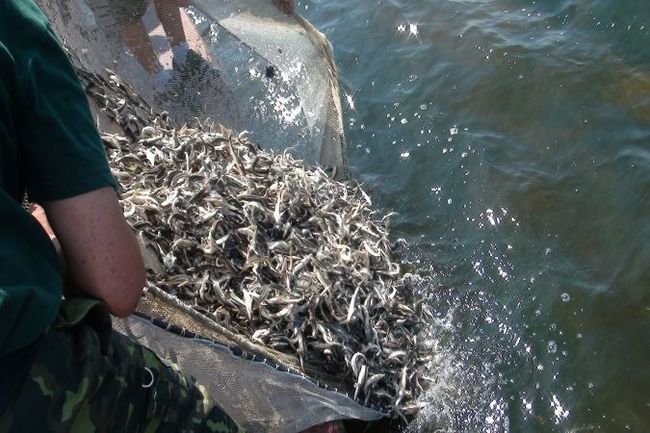В реку Белая в Уфе выпустят около 75 тысяч рыб