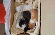 В Уфе новорождённых котят выбросили на помойку, засунув их в пакет