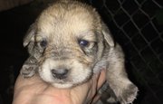 «Почему все так несправедливо»: В Башкирии зоозащитница погибла в ДТП, пытаясь помочь щенку 