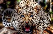 В Уфе женщину едва не разорвал «леопард»