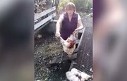 «Выгрызено всё, кишки валяются»: В одном из городов Башкирии неизвестный зверь уничтожил кур и кроликов