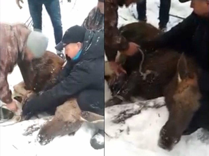 В Башкирии охотники спасли сломавшего ногу лосенка