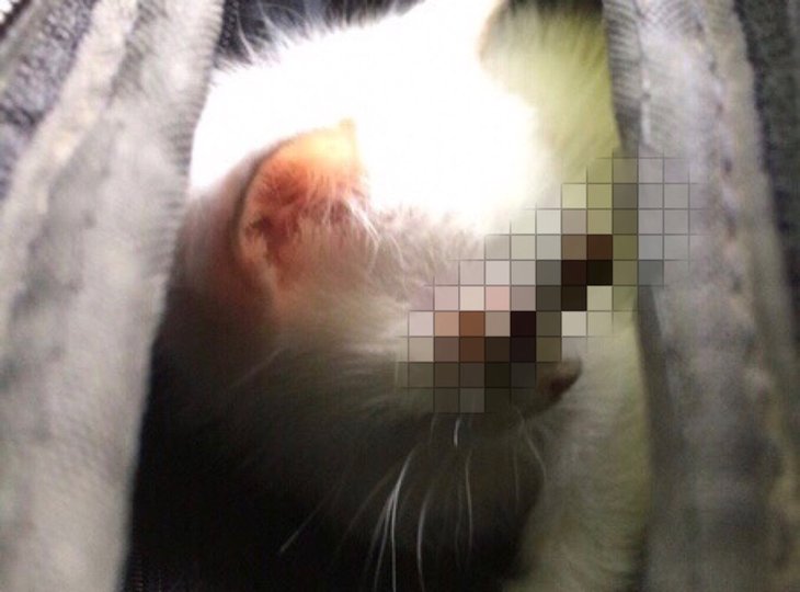 В Уфе мужчине подкинули котёнка с выбитыми глазами – Ему требуется ваша помощь 