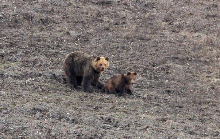 В Башкирии из спячки вышли медведица и двое медвежат