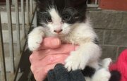 «Котят выкинули, проход заварили»: Жители Уфы сообщили о жестокости по отношению к животным