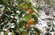 Дождь, мокрый снег и гололедица: В Башкирии испортится погода