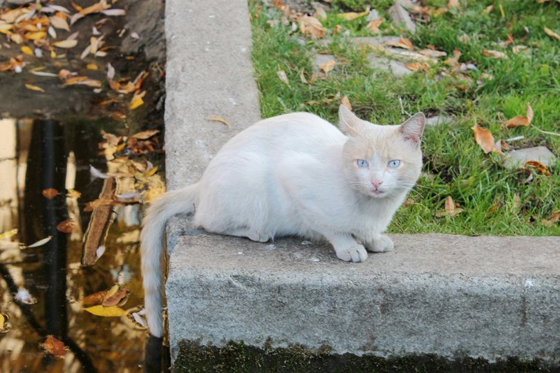 В населенном пункте Башкирии введут карантин из-за бешеной кошки