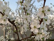 Аллерголог из Уфы рассказала, как аллергикам подготовиться к сезону цветения