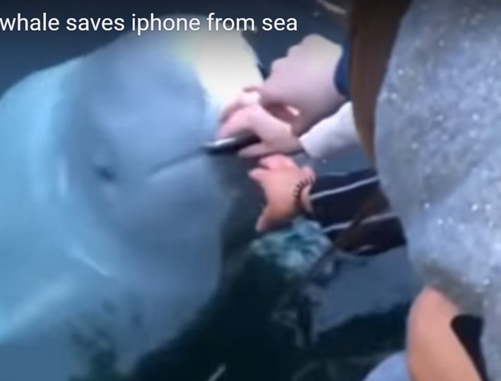 Белый кит достал со дна моря упавший iPhone и вернул его владельцу