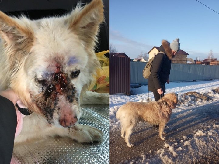 История со счастливым концом: Стала известна судьба пса, бегавшего окровавленным по уфимскому посёлку