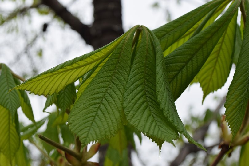 Ученые разработали «искусственные листья», более эффективно поглощающие СО2