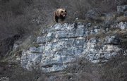 «Это «маленькая Камчатка», только со своим южно-уральским колоритом, и я счастлив»: Турист рассказал о своих впечатлениях от встречи с пятью медведями в Башкирии