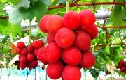 В Японии гроздь винограда была продана более чем за 5 тысяч долларов
