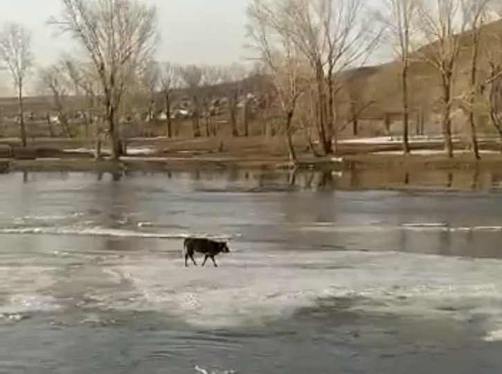 В Башкирии на реке Зилим теленка унесло на льдине
