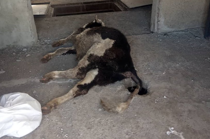 «Скотомогильник»: Жители одного из сёл Башкирии шокированы собачьими трупами 