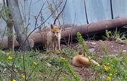 «Вместо кошек скоро будут»: Район Башкирии бесстрашно оккупировали лисы