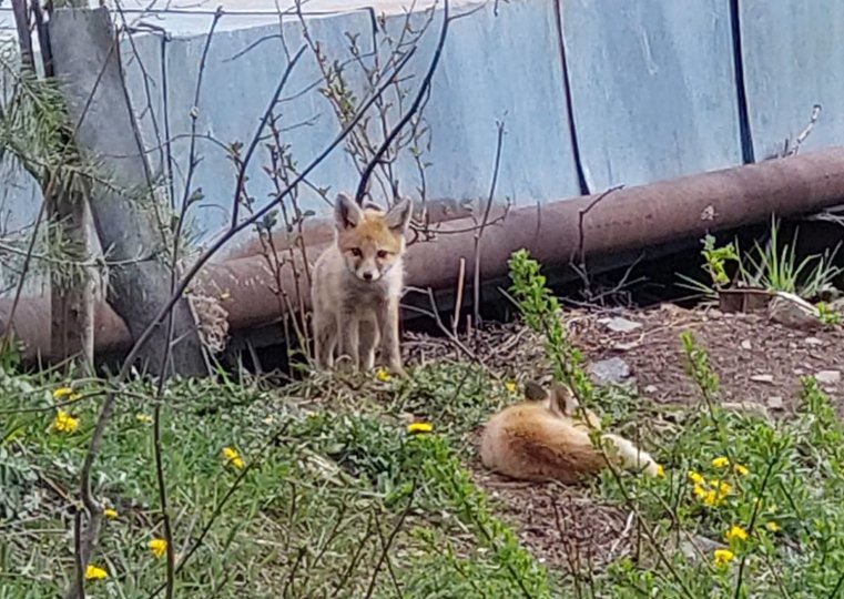 «Вместо кошек скоро будут»: Район Башкирии бесстрашно оккупировали лисы