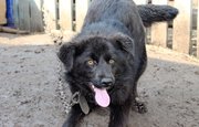В Башкирии собаки забежали в частный двор и покусали ребёнка