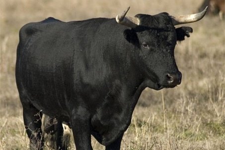 В Башкирии женщина решила наказать односельчанина и украла у него быка