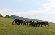 В Башкирии состоится трехдневный фестиваль башкирских лошадей