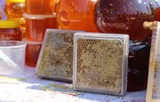 Курултай Башкирии намерен разработать закон для защиты башкирских пчел от китайских пестицидов