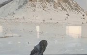 В «Торатау» третий год наблюдают за прилетающей под окна совой