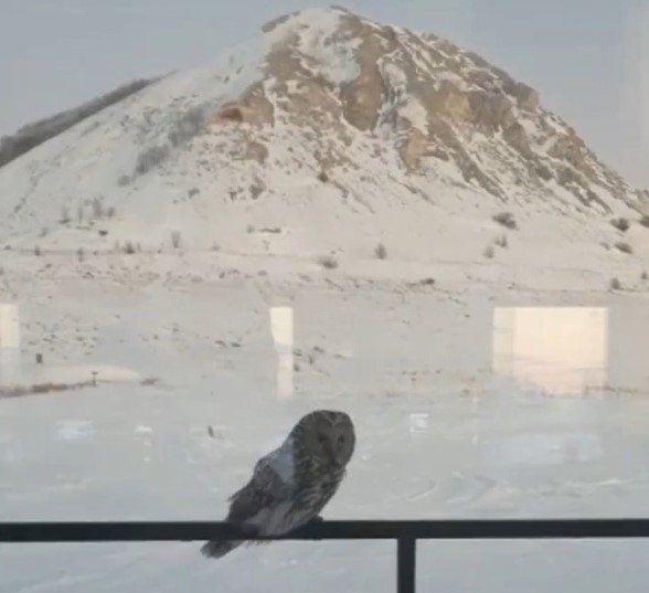 В «Торатау» третий год наблюдают за прилетающей под окна совой