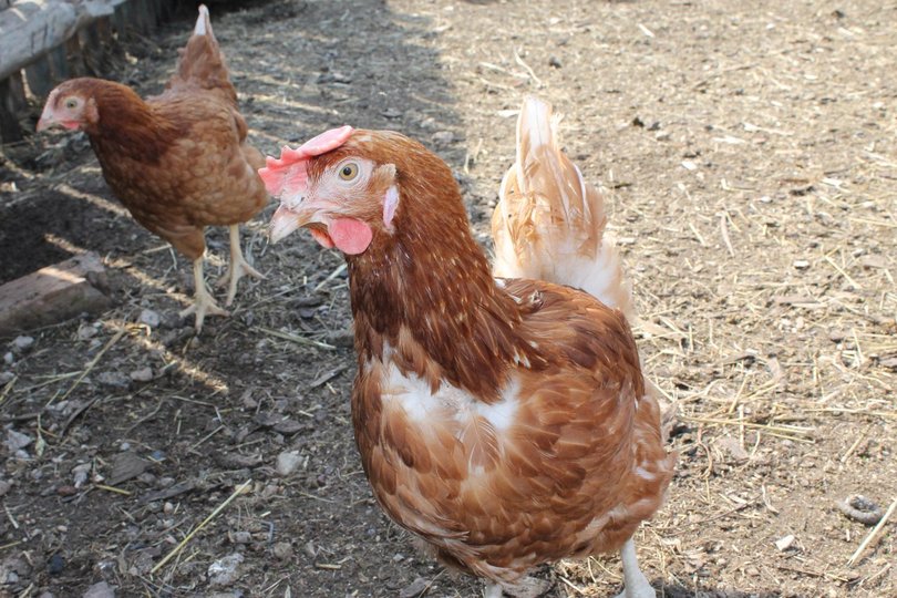 В Башкирии существует угроза возникновения птичьего гриппа 