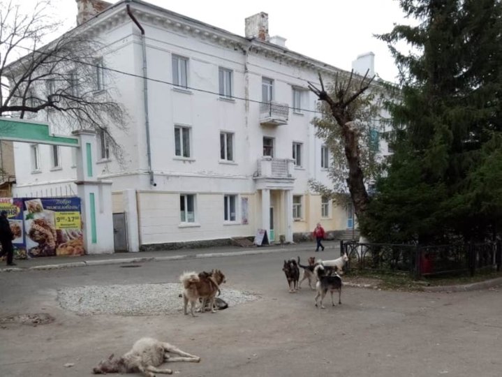 «Следующие – наши дети?»: Жителей Башкирии напугали растерзавшие козу бродячие собаки