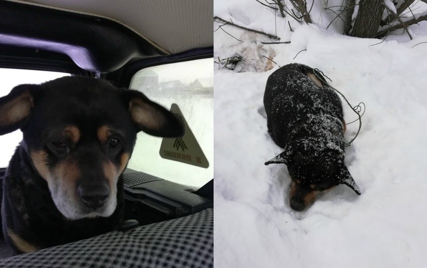 В Башкирии жестоко поиздевались над старым псом: Умирающее от удушья животное нашли в снегу