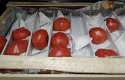 В Башкирии построят комплекс для выращивания томатов и огурцов за 350 млн рублей