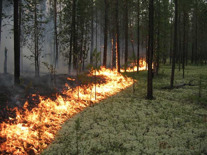 Башкирия получит 8,7 млн рублей на борьбу с лесными пожарами