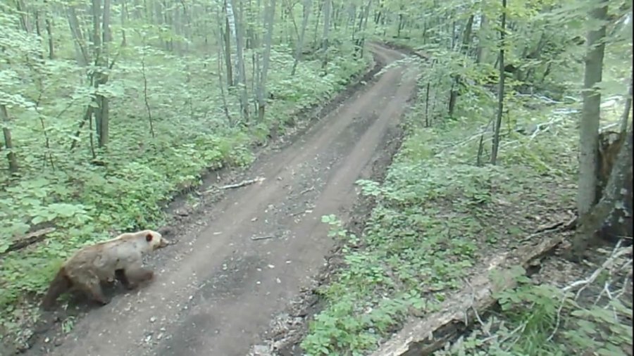В национальном парке «Башкирия» на тропу вышла медведица с медвежатами