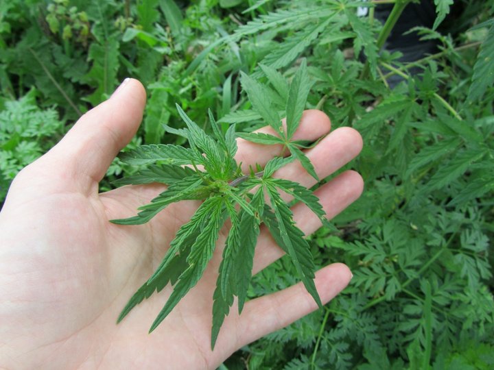 Эксперт рассказал о начале исследования «медицинской» марихуаны в России
