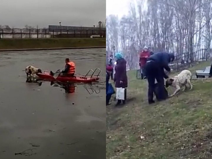 В Башкирии пожарные спасли собаку, застрявшую на тонком льду посреди пруда