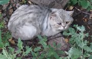 Уфимские волонтеры нашли кота с жуткими травмами