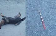 «Собака истекала кровью, дрожала и скулила от боли»: Жительницу Башкирии по дороге на работу потрясло ужасное зрелище