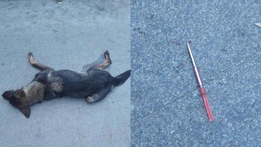 «Собака истекала кровью, дрожала и скулила от боли»: Жительницу Башкирии по дороге на работу потрясло ужасное зрелище