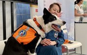 Лохматые истории: Как живет и работает Торин – знаменитый пес-спасатель из Башкирии