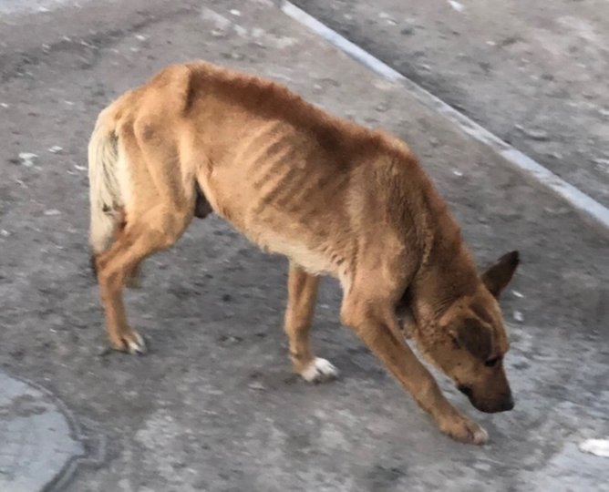 «Скелет, обтянутый шерстью»: Жителей Башкирии поразил вид бездомного животного
